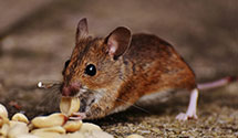 24 Hour & Emergency Exterminators in Dunedin, FL